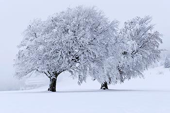 Winterstimmung auf dem Schauinsland